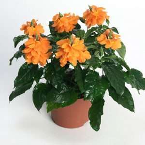 Crossandra