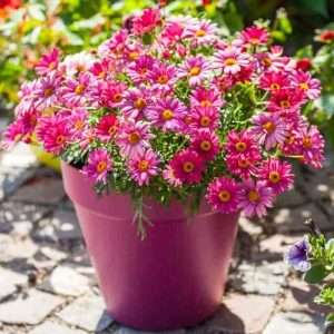 Dahlberg Daisy