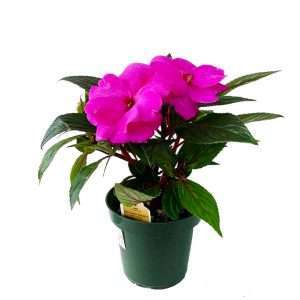 Impatiens, New Guinea